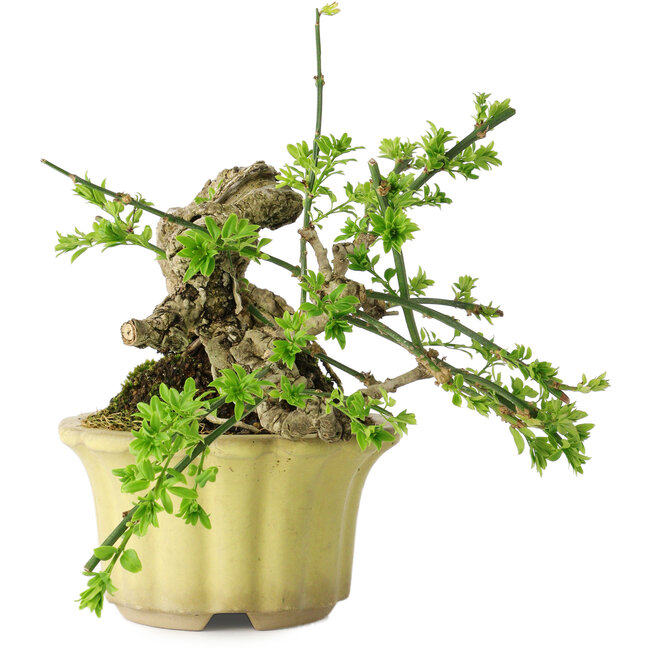 Jasminum nudiflorum, 14 cm, ± 20 years old