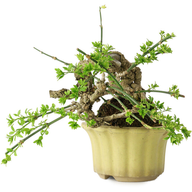 Jasminum nudiflorum, 14 cm, ± 20 anni