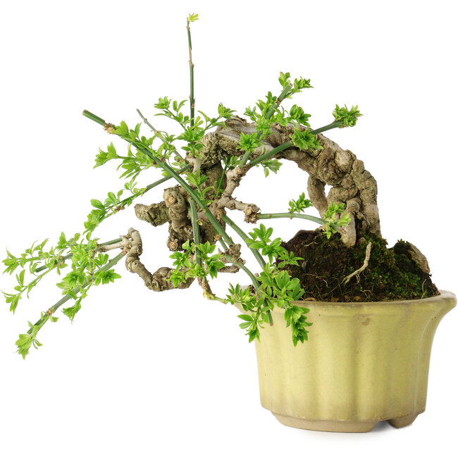 Jasminum nudiflorum, 14 cm, ± 20 Jahre alt