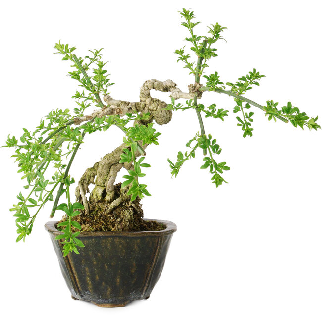 Jasminum nudiflorum, 20 cm, ± 20 Jahre alt