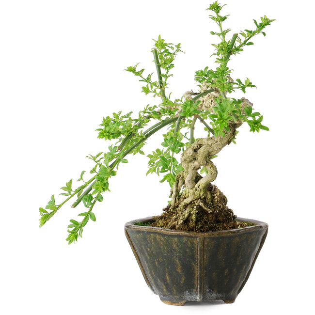 Jasminum nudiflorum, 20 cm, ± 20 years old