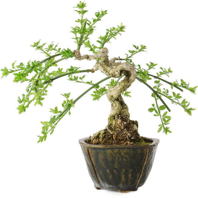 Jasminum nudiflorum, 20 cm, ± 20 años