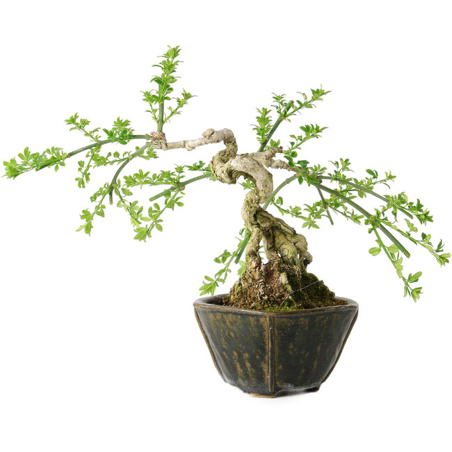 Jasminum nudiflorum, 20 cm, ± 20 años