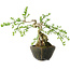 Jasminum nudiflorum, 20 cm, ± 20 jaar oud