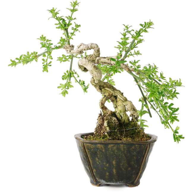 Jasminum nudiflorum, 20 cm, ± 20 jaar oud