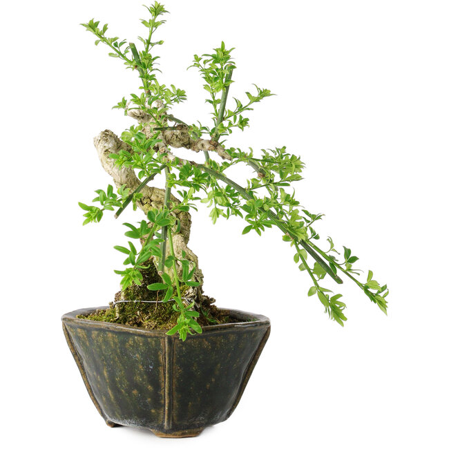 Jasminum nudiflorum, 20 cm, ± 20 años