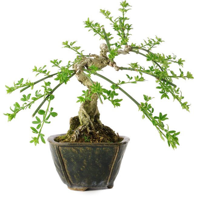 Jasminum nudiflorum, 20 cm, ± 20 años