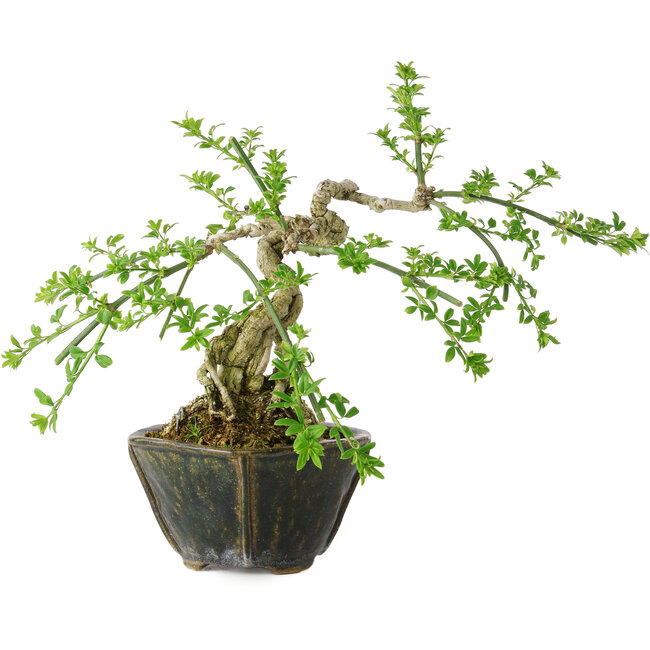 Jasminum nudiflorum, 20 cm, ± 20 years old