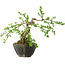 Jasminum nudiflorum, 20 cm, ± 20 years old