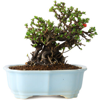 Chaenomeles speciosa, 17 cm, ± 25 years old