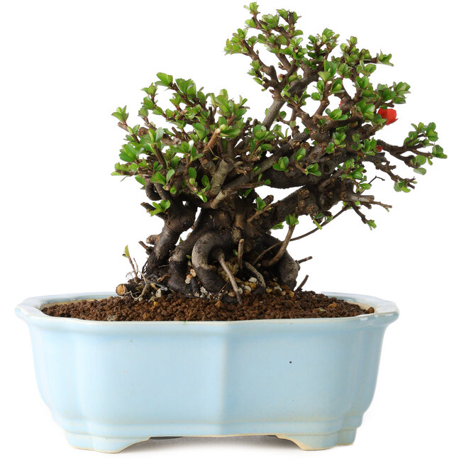 Chaenomeles speciosa, 17 cm, ± 25 jaar oud