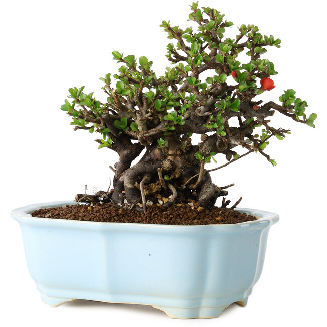 Chaenomeles speciosa, 17 cm, ± 25 jaar oud