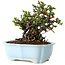 Chaenomeles speciosa, 17 cm, ± 25 years old