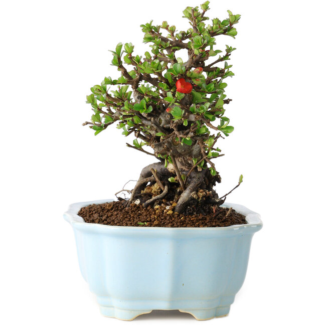 Chaenomeles speciosa, 17 cm, ± 25 anni