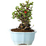 Chaenomeles speciosa, 17 cm, ± 25 years old
