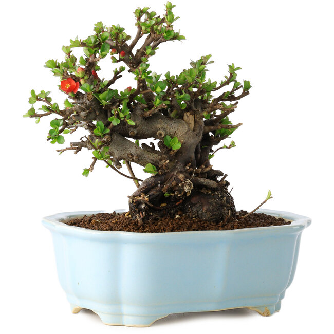 Chaenomeles speciosa, 17 cm, ± 25 Jahre alt