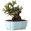 Chaenomeles speciosa, 17 cm, ± 25 years old