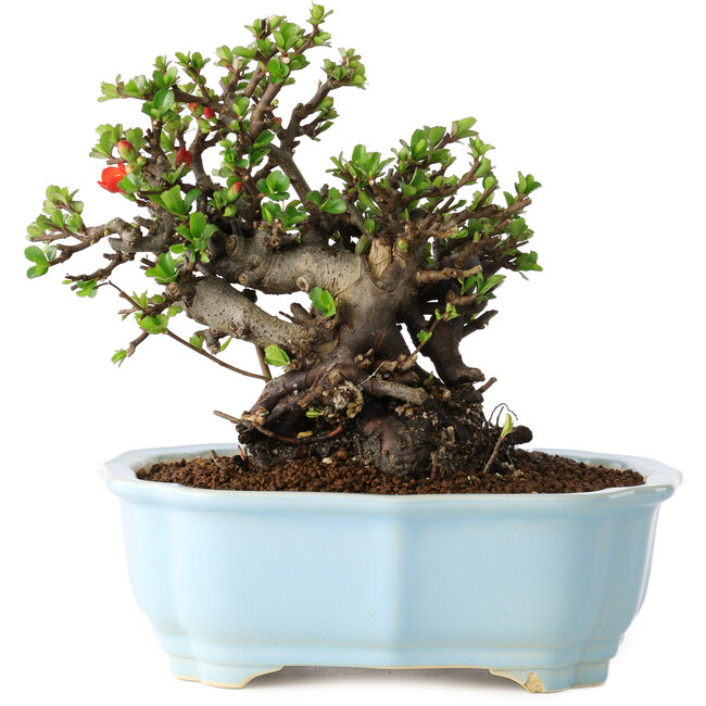 Chaenomeles speciosa, 17 cm, ± 25 ans