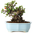 Chaenomeles speciosa, 17 cm, ± 25 years old