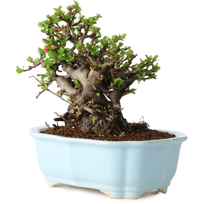 Chaenomeles speciosa, 17 cm, ± 25 Jahre alt
