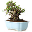 Chaenomeles speciosa, 17 cm, ± 25 jaar oud