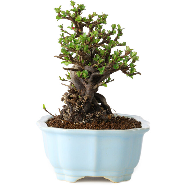 Chaenomeles speciosa, 17 cm, ± 25 ans