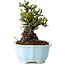 Chaenomeles speciosa, 17 cm, ± 25 jaar oud