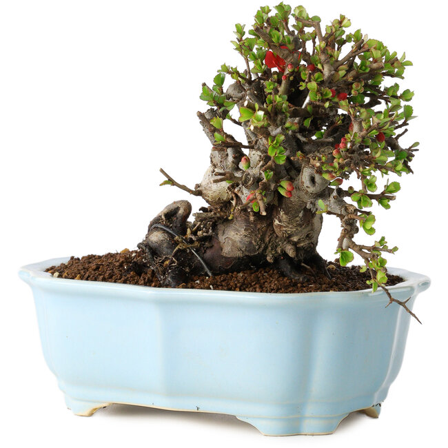 Chaenomeles speciosa, 14 cm, ± 25 jaar oud