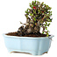Chaenomeles speciosa, 14 cm, ± 25 jaar oud