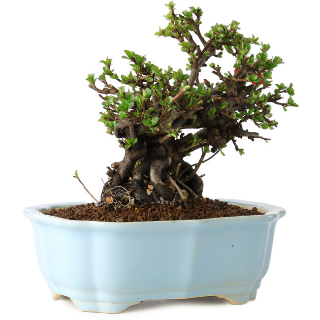 Chaenomeles speciosa, 17 cm, ± 25 Jahre alt