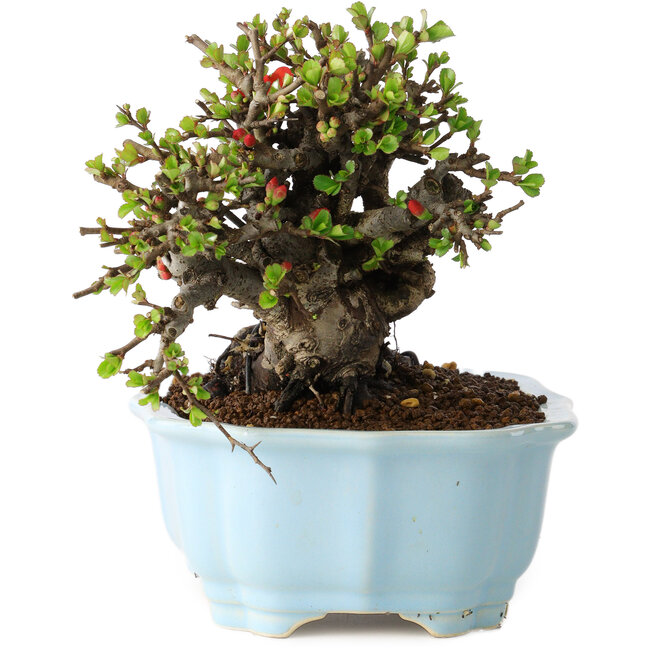 Chaenomeles speciosa, 14 cm, ± 25 jaar oud