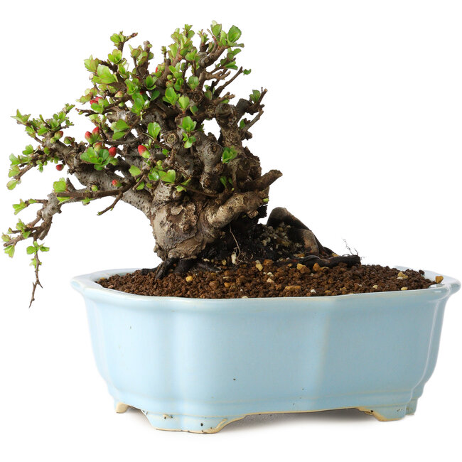 Chaenomeles speciosa, 14 cm, ± 25 years old