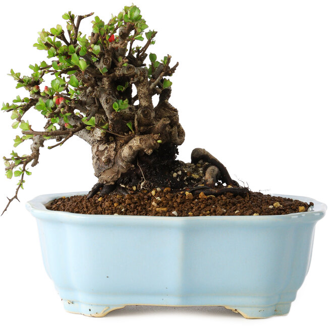 Chaenomeles speciosa, 14 cm, ± 25 years old