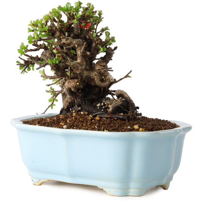 Chaenomeles speciosa, 14 cm, ± 25 Jahre alt