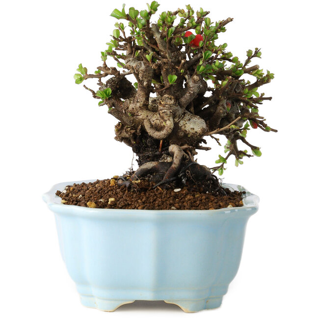 Chaenomeles speciosa, 14 cm, ± 25 jaar oud