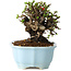Chaenomeles speciosa, 14 cm, ± 25 jaar oud