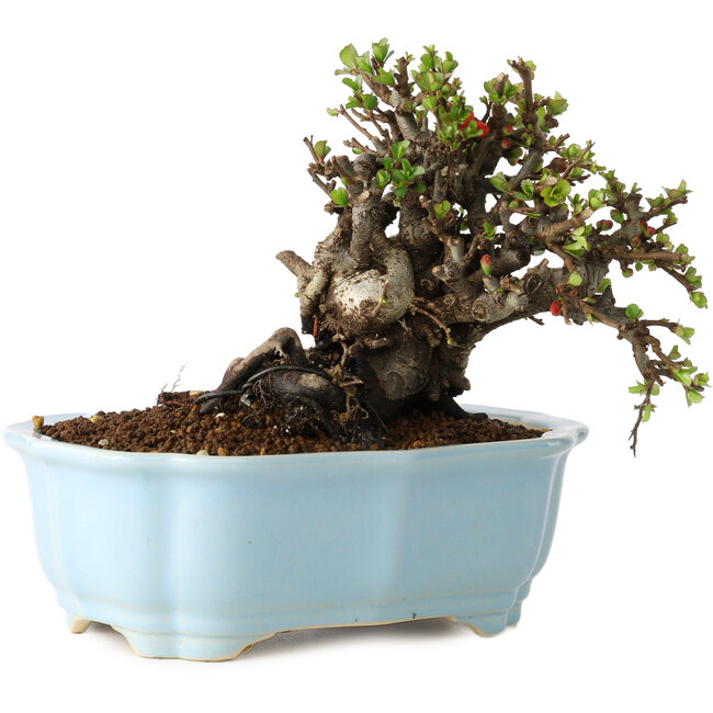 Chaenomeles speciosa, 14 cm, ± 25 Jahre alt