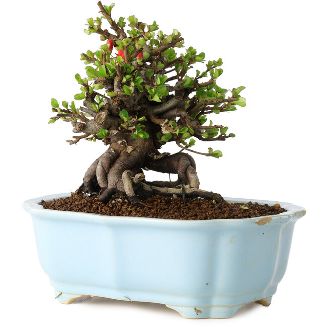 Chaenomeles speciosa, 15 cm, ± 25 jaar oud