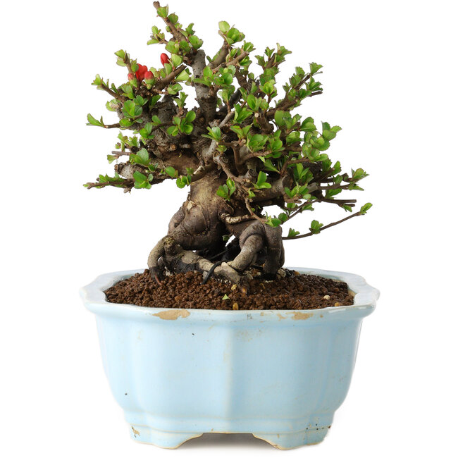 Chaenomeles speciosa, 15 cm, ± 25 years old