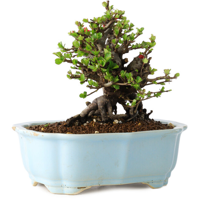 Chaenomeles speciosa, 15 cm, ± 25 años