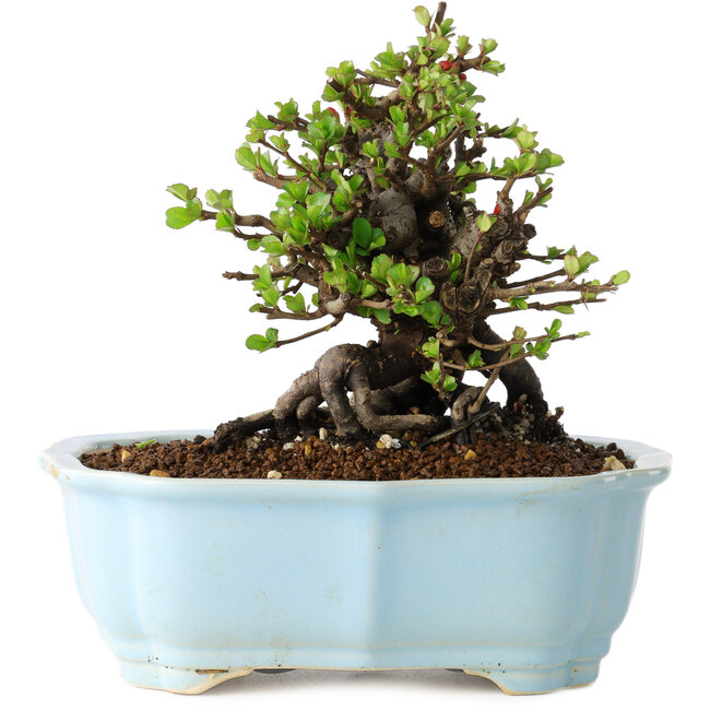 Chaenomeles speciosa, 15 cm, ± 25 años