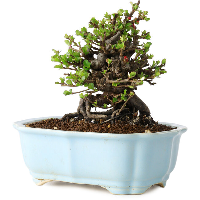 Chaenomeles speciosa, 15 cm, ± 25 years old