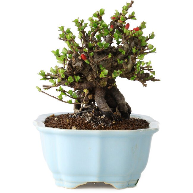 Chaenomeles speciosa, 15 cm, ± 25 years old