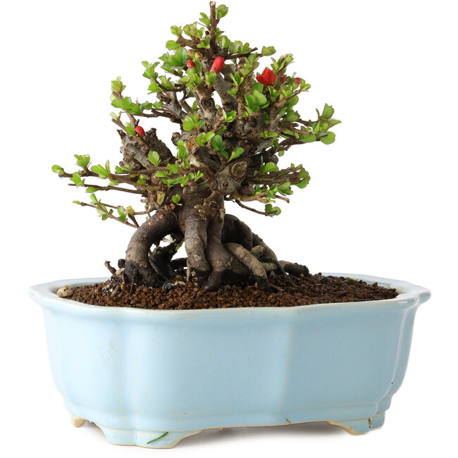 Chaenomeles speciosa, 15 cm, ± 25 years old