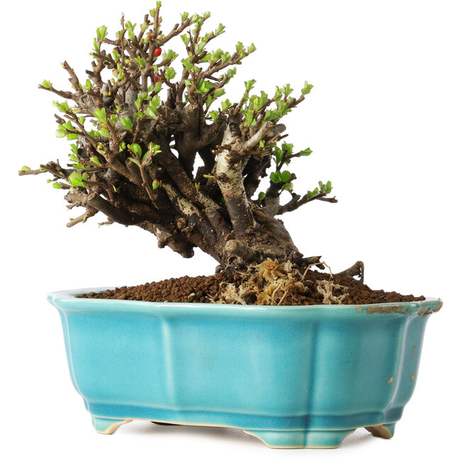 Chaenomeles speciosa, 16 cm, ± 25 años