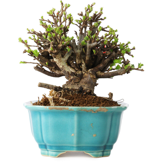 Chaenomeles speciosa, 16 cm, ± 25 Jahre alt