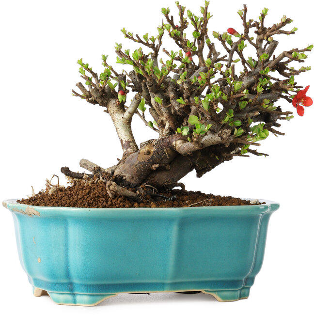 Chaenomeles speciosa, 16 cm, ± 25 ans