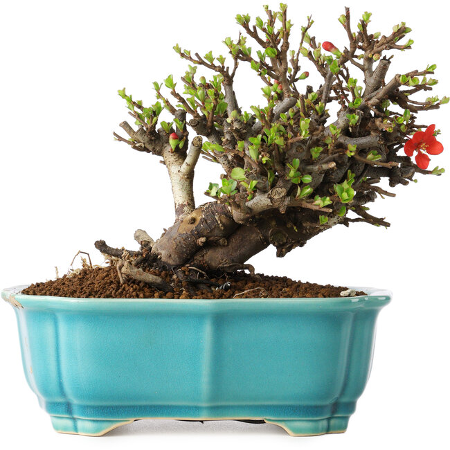 Chaenomeles speciosa, 16 cm, ± 25 años