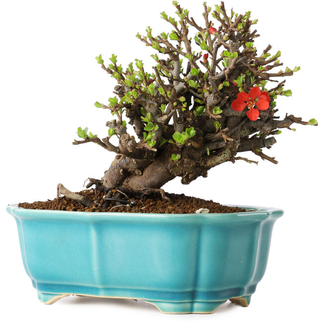 Chaenomeles speciosa, 16 cm, ± 25 years old