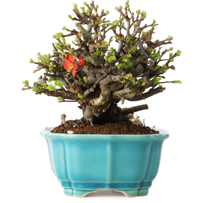 Chaenomeles speciosa, 16 cm, ± 25 jaar oud